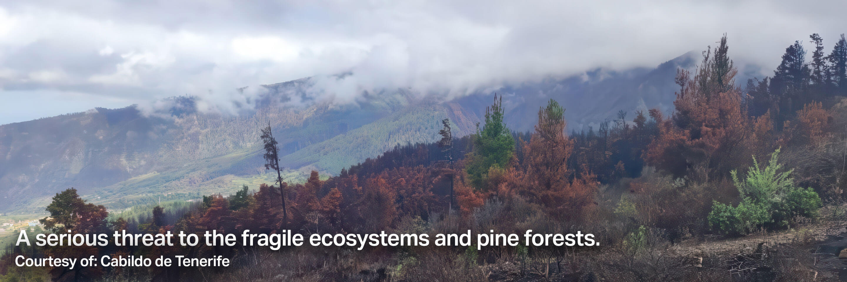 A serious threat to the fragile ecosystems and pine forests. Courtesy of: Cabildo de Tenerife