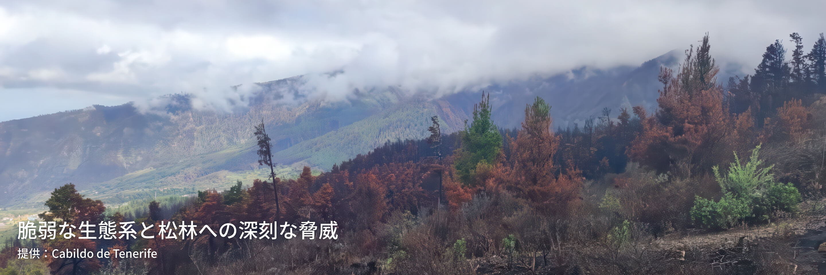 脆弱な生態系と松林への深刻な脅威